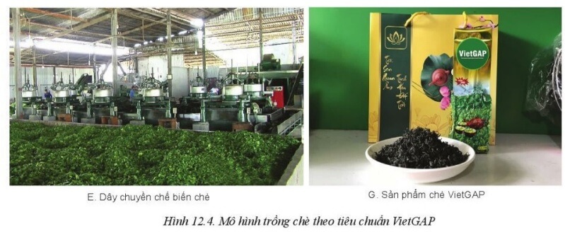 Chuyên đề Công nghệ 10 trang 72 Cánh diều