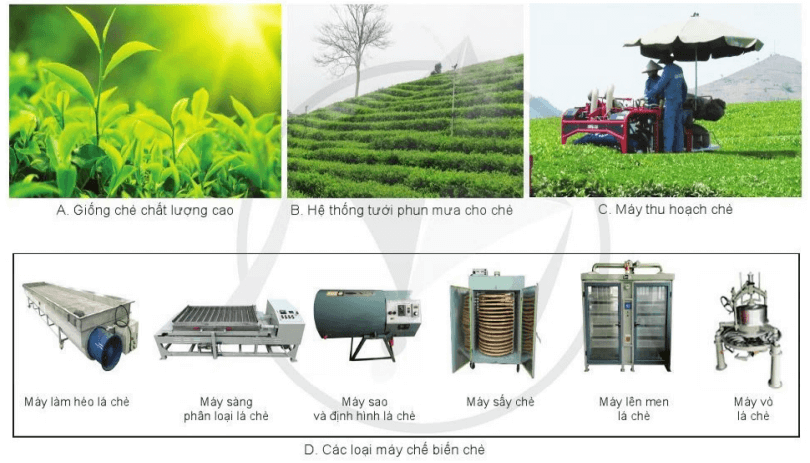 Các loại máy ở hình 12.4D có công dụng gì trong chế biến chè?