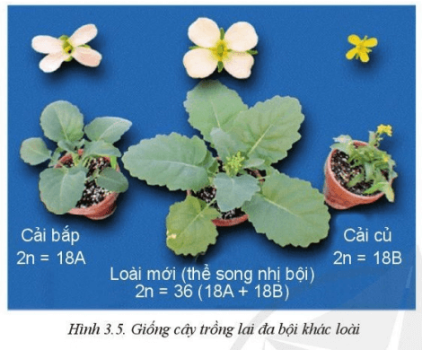 So sánh đặc điểm lá và hoa của loài mới (thể song nhị bội) và cây bố mẹ (cải bắp, cải củ)