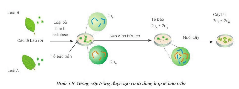 Chuyên đề Công nghệ 10 trang 16 Cánh diều