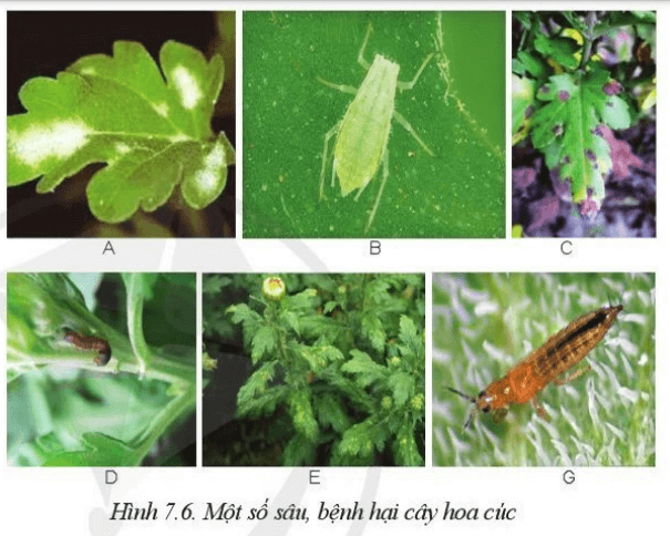 Em hãy ghép hình 7.6 với tên loại sâu hay bệnh hai sau: bọ trĩ, rệp xanh, sâu khoang
