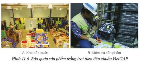 Chuyên đề Công nghệ 10 trang 65 Cánh diều