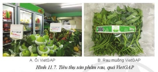 Em hãy quan sát hình 11.7 và chỉ ra những điểm khác biệt giữa sản phẩm VietGAP