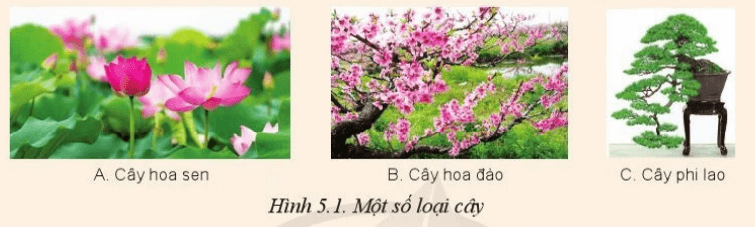 Em hãy cho biết các loại cây trong Hình 5.1 có thể được dùng cho mục đích gì?