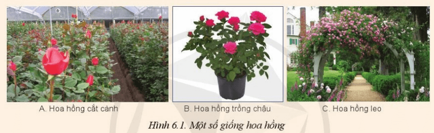 Em thích trồng loại hoa hồng nào trong hình 6.1?