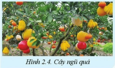 Chuyên đề Công nghệ 10 trang 10 Cánh diều