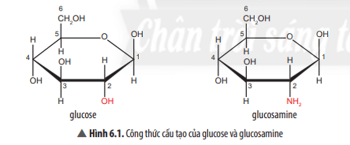 Quan sát Hình 6.1, so sánh công thức cấu tạo của glucose và glucosamine