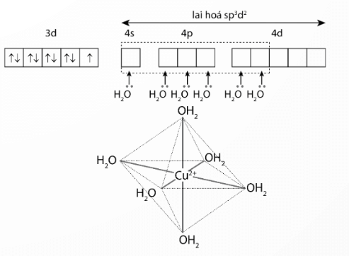 Mô tả sự hình thành liên kết trong ion phức [Cu(H2O)6]2+ trang 40 Chuyên đề Hóa 12