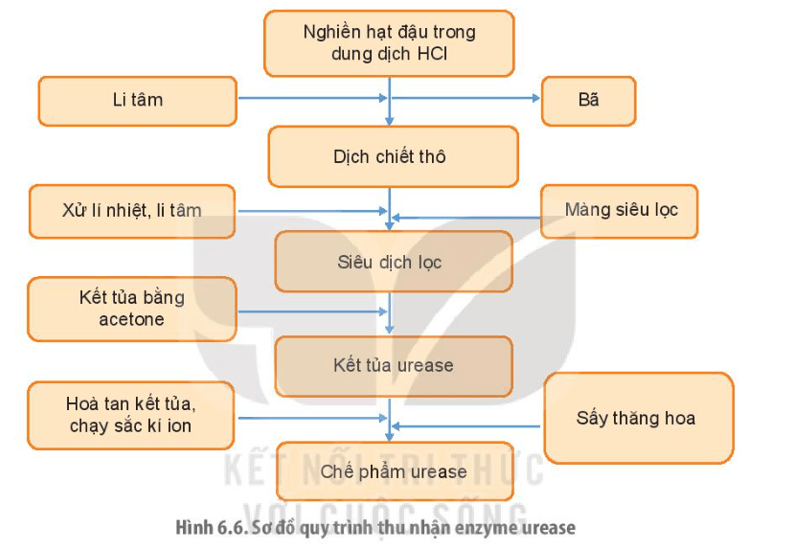 Từ quy trình thu nhận enzyme urease trong hình 6.6