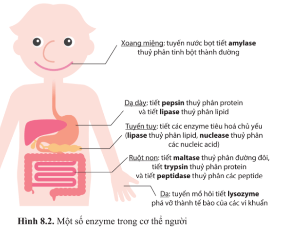 Quan sát hình 8.2 và cho biết các enzyme trong hệ tiêu hóa của người có vai trò