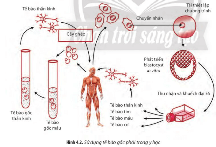 Quan sát Hình 4.2, hãy cho biết có những xu hướng nào trong việc sử dụng tế bào ES để chữa trị các bệnh ở người