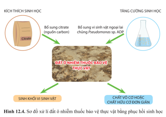 Dựa vào hình 12.3 và 12.4 mô tả các bước xử lí ô nhiễm đất bằng