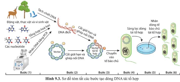 Trong quy trình tạo dòng DNA tái tổ hợp hình 9.3, bài 9, enzyme được dùng trong những