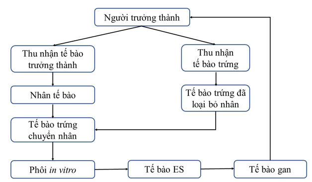 Hãy thiết kế sơ đồ quy trình ứng dụng tế bào gốc chữa bệnh tiểu đường type I<