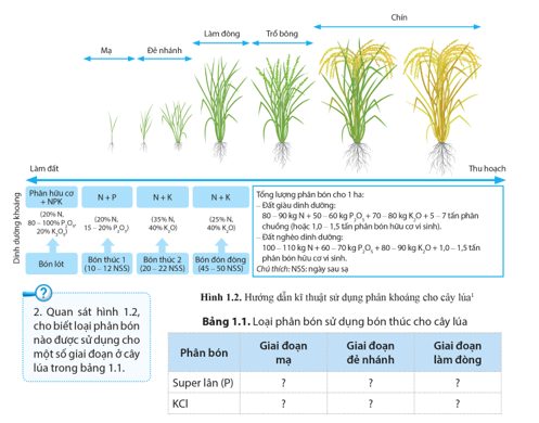 Quan sát hình 1.2, cho biết loại phân bón nào được sử dụng cho một số giai đoạn ở cây lúa trong bảng 1.1?