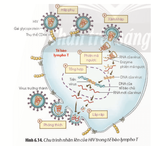 Quan sát Hình 6.14 và kiến thức đã học, hãy mô tả quá trình nhân lên của HIV trong tế bào lympho T
