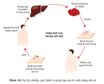 Dựa vào hình 4.8, nêu các biện pháp giảm thiểu nguy cơ lây truyền bệnh kí sinh trùng sốt rét