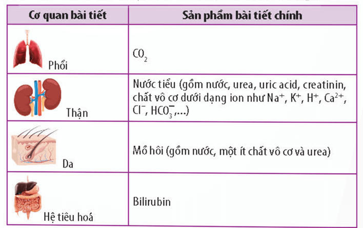 Bài tiết là gì (khái niệm, vai trò)