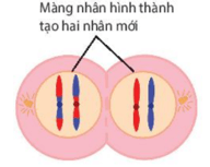 Diễn biến quá trình Giảm phân (ngắn gọn nhất)