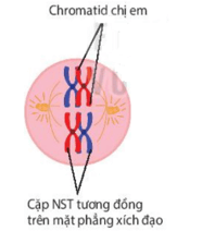 Diễn biến quá trình Giảm phân (ngắn gọn nhất)