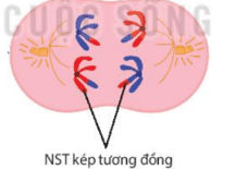 Diễn biến quá trình Giảm phân (ngắn gọn nhất)