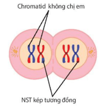Diễn biến quá trình Giảm phân (ngắn gọn nhất)