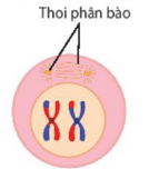 Diễn biến quá trình Giảm phân (ngắn gọn nhất)