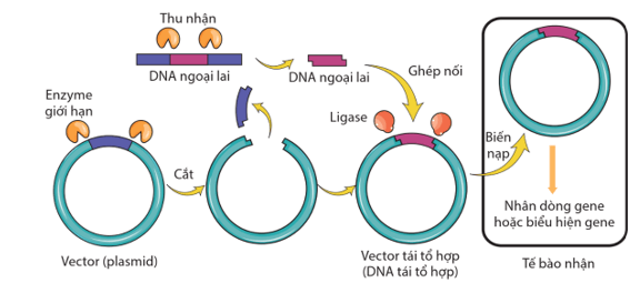 Nguyên lí tạo DNA tái tổ hợp là gì (ngắn gọn nhất)