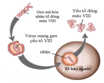 Nguyên lí tạo DNA tái tổ hợp là gì (ngắn gọn nhất)