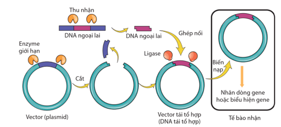 Nguyên lí tạo DNA tái tổ hợp là gì (ngắn gọn nhất)