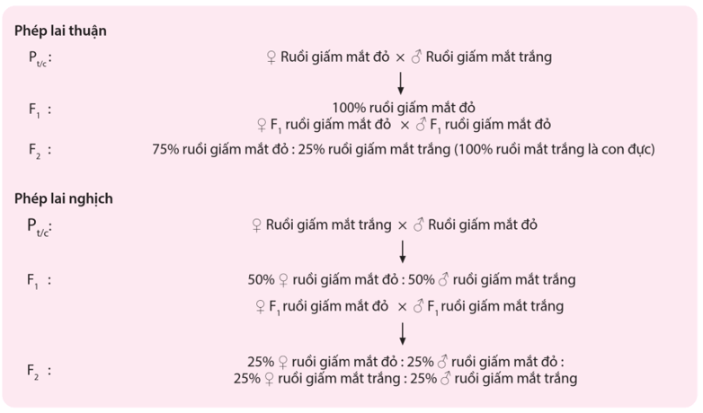 Di truyền liên kết với giới tính (ngắn gọn nhất)