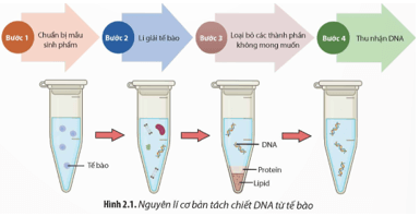 Quan sát Hình 2.1, hãy mô tả quy trình cơ bản tách chiết DNA từ tế bào