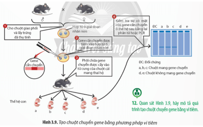 Quan sát Hình 3.9, hãy mô tả quá trình tạo chuột chuyển gene bằng vi tiêm. 