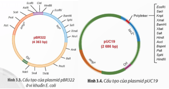 Quan sát các Hình 3.3 và 3.4, hãy chỉ ra những đặc điểm của các loại vector