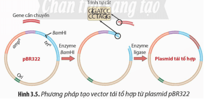 Quan sát Hình 3.5, hãy mô tả các bước tạo vector tái tổ hợp từ plasmid 