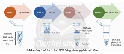 Quan sát Hình 2.4, hãy mô tả quy trình tách chiết DNA bằng phương pháp cột silica