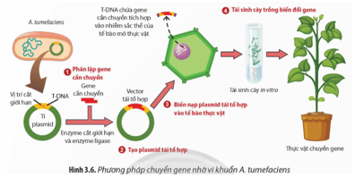 Quan sát Hình 3.6, hãy mô tả các bước tạo thực vật chuyển gene nhờ Ti plasmid. 