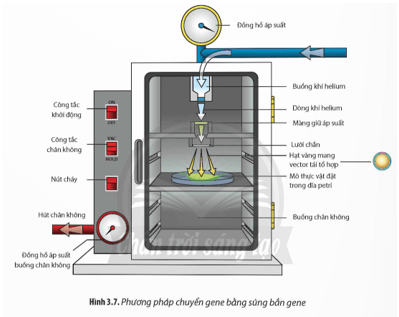 Quan sát Hình 3.7, hãy cho biết nguyên lí của phương pháp tạo thực vật chuyển gene nhờ súng bắn gene. 