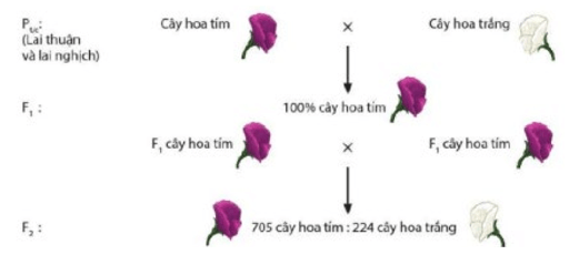 Mở rộng học thuyết Mendel (chi tiết nhất)