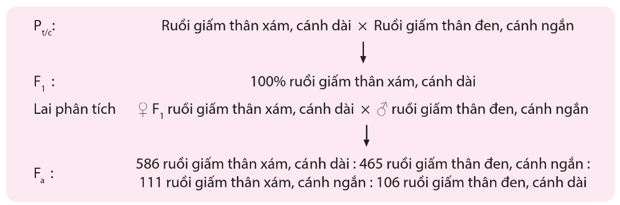 Liên kết gene và hoán vị gene (chi tiết nhất)
