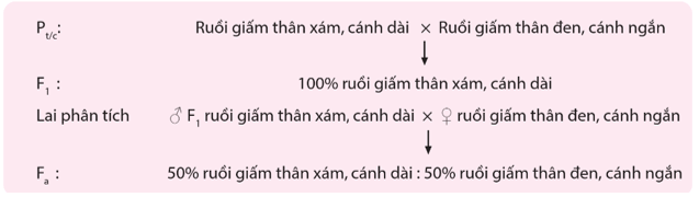 Liên kết gene là gì (chi tiết nhất)