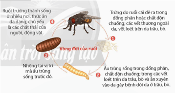 Ruồi (Clorysomyia benzziana) gây bệnh dòi da ở trâu, bò