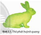 Vào năm 2000, một trong những sản phẩm dự án nghệ thuật chuyển gene mang tên GFP Bunny 