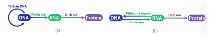 Mối quan hệ giữa gene, mRNA, protein (ngắn gọn nhất)