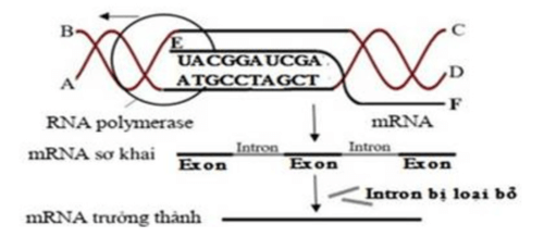 Thành phần tham gia quá trình phiên mã (ngắn gọn nhất)