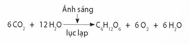 Quang hợp ở thực vật (ngắn gọn nhất)
