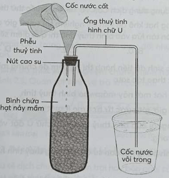 Quang hợp ở thực vật (ngắn gọn nhất)