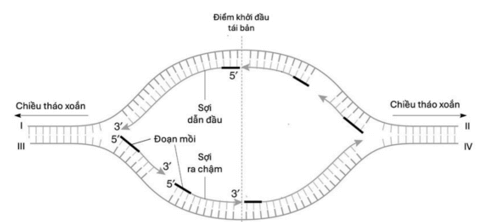Diễn biến quá trình nhân đôi DNA (ngắn gọn nhất)