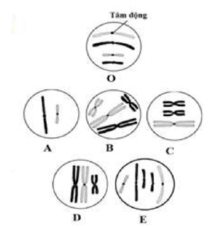 Nguyên nhân phát sinh Đột biến cấu trúc NST (ngắn gọn nhất)