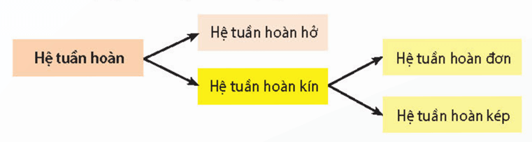 Tuần hoàn ở động vật (chi tiết nhất)